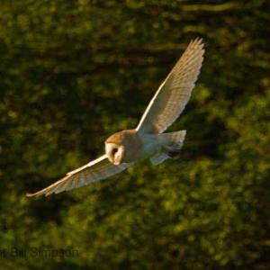 Barn Owl taken in Wissett